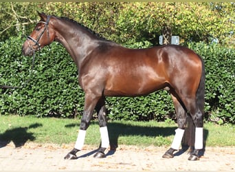 Hannover, Castrone, 5 Anni, 172 cm, Baio