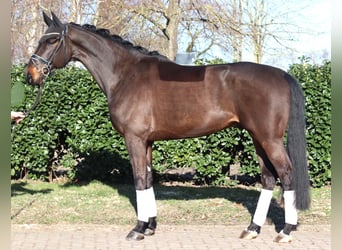 Hannover, Castrone, 5 Anni, 172 cm, Baio