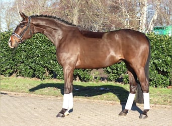 Hannover, Castrone, 5 Anni, 172 cm, Baio