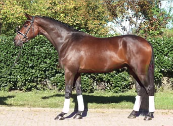 Hannover, Castrone, 5 Anni, 172 cm, Baio