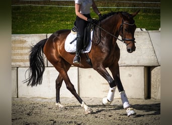 Hannover, Castrone, 5 Anni, 172 cm, Baio nero