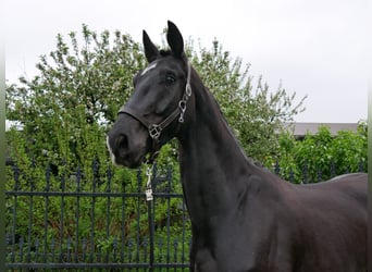 Hannover, Castrone, 5 Anni, 172 cm