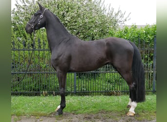 Hannover, Castrone, 5 Anni, 172 cm