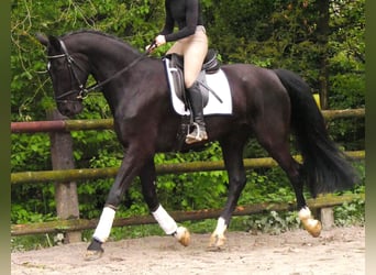 Hannover, Castrone, 5 Anni, 172 cm