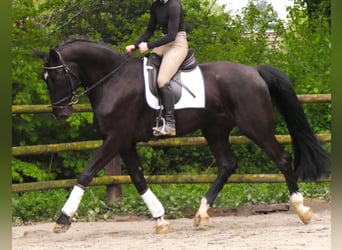 Hannover, Castrone, 5 Anni, 172 cm