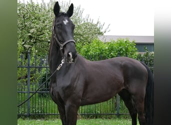 Hannover, Castrone, 5 Anni, 172 cm