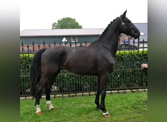 Hannover, Castrone, 5 Anni, 172 cm