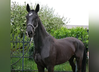 Hannover, Castrone, 5 Anni, 172 cm