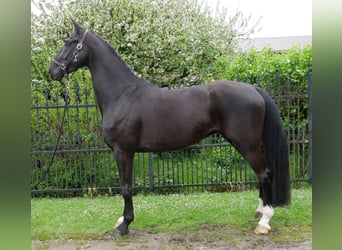 Hannover, Castrone, 5 Anni, 172 cm