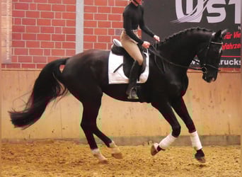 Hannover, Castrone, 5 Anni, 172 cm