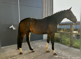 Hannover, Castrone, 5 Anni, 172 cm