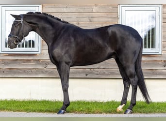 Hannover, Castrone, 5 Anni, 172 cm, Morello