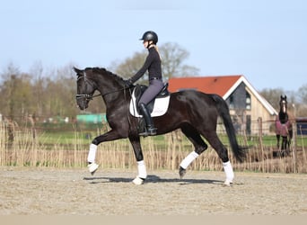 Hannover, Castrone, 5 Anni, 172 cm, Morello