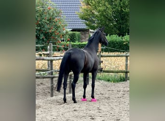 Hannover, Castrone, 5 Anni, 172 cm, Morello
