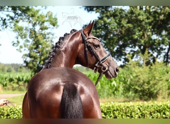 Hannover, Castrone, 5 Anni, 172 cm, Morello
