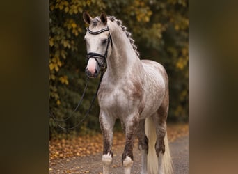 Hannover, Castrone, 5 Anni, 172 cm, Può diventare grigio