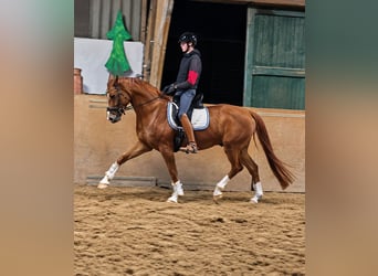 Hannover, Castrone, 5 Anni, 172 cm, Sauro