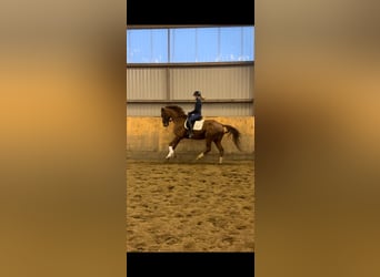 Hannover, Castrone, 5 Anni, 172 cm, Sauro