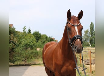 Hannover, Castrone, 5 Anni, 172 cm, Sauro