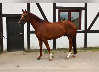 Hannover, Castrone, 5 Anni, 172 cm, Sauro