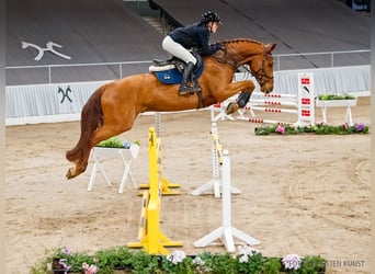 Hannover, Castrone, 5 Anni, 172 cm, Sauro