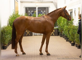 Hannover, Castrone, 5 Anni, 172 cm, Sauro