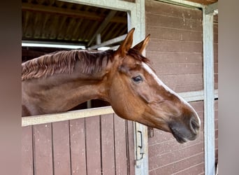 Hannover, Castrone, 5 Anni, 172 cm, Sauro scuro