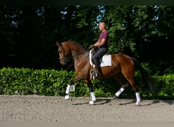 Hannover, Castrone, 5 Anni, 173 cm, Baio