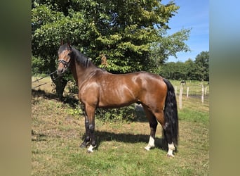 Hannover, Castrone, 5 Anni, 173 cm, Baio