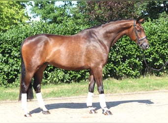 Hannover, Castrone, 5 Anni, 173 cm, Baio