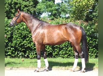 Hannover, Castrone, 5 Anni, 173 cm, Baio