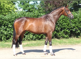 Hannover, Castrone, 5 Anni, 173 cm, Baio
