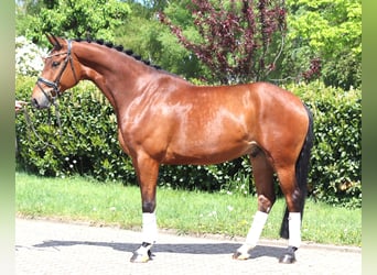Hannover, Castrone, 5 Anni, 173 cm, Baio