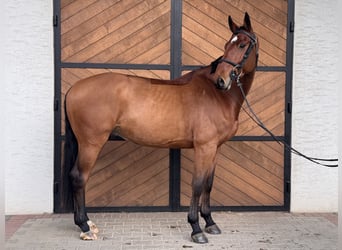 Hannover, Castrone, 5 Anni, 173 cm, Baio