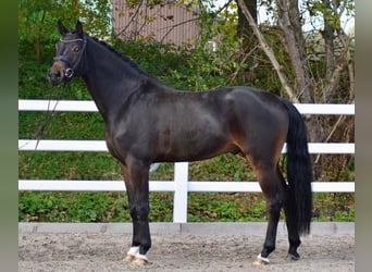Hannover, Castrone, 5 Anni, 173 cm, Baio scuro