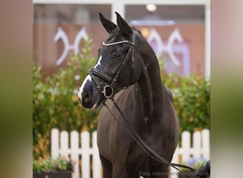 Hannover, Castrone, 5 Anni, 173 cm, Baio scuro