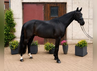 Hannover, Castrone, 5 Anni, 173 cm, Morello