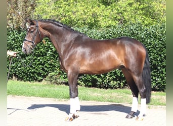 Hannover, Castrone, 5 Anni, 174 cm, Baio