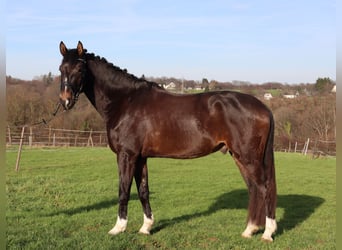 Hannover, Castrone, 5 Anni, 174 cm, Baio scuro