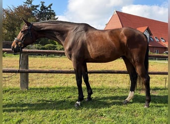 Hannover, Castrone, 5 Anni, 174 cm, Baio scuro