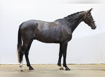 Hannover, Castrone, 5 Anni, 174 cm