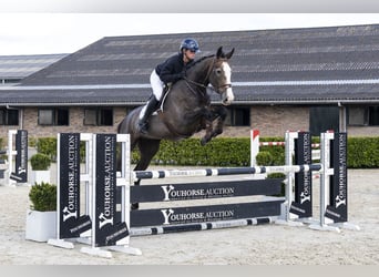 Hannover, Castrone, 5 Anni, 174 cm