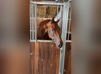 Hannover, Castrone, 5 Anni, 174 cm, Sauro