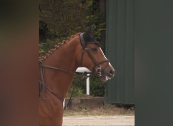 Hannover, Castrone, 5 Anni, 174 cm, Sauro