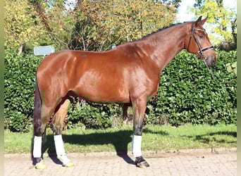 Hannover, Castrone, 5 Anni, 175 cm, Baio
