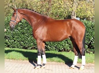 Hannover, Castrone, 5 Anni, 175 cm, Baio