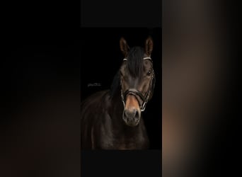 Hannover, Castrone, 5 Anni, 175 cm, Baio scuro