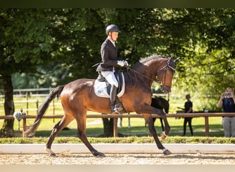 Hannover, Castrone, 5 Anni, 175 cm, Baio scuro