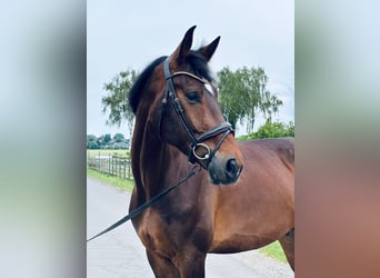 Hannover, Castrone, 5 Anni, 175 cm, Baio scuro