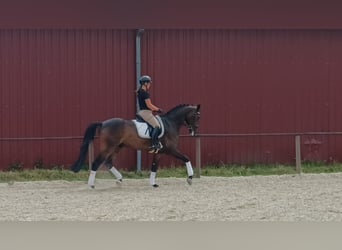 Hannover, Castrone, 5 Anni, 175 cm, Baio scuro